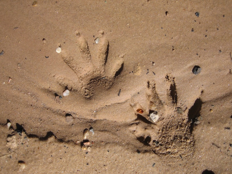 Detail Picture Of Raccoon Footprints Nomer 47