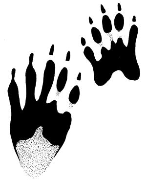 Detail Picture Of Raccoon Footprints Nomer 48