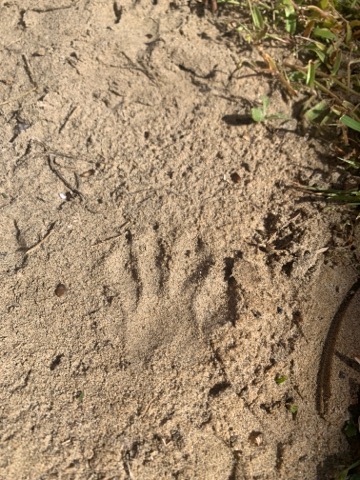 Detail Picture Of Raccoon Footprints Nomer 49