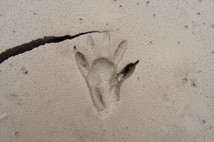 Detail Picture Of Raccoon Footprints Nomer 50