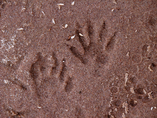 Detail Picture Of Raccoon Footprints Nomer 10