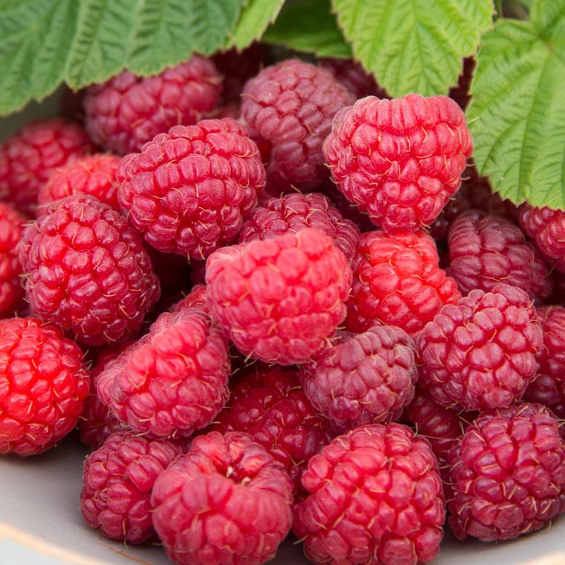 Detail Picture Of Raspberries Nomer 21