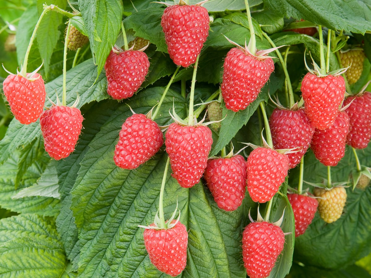 Detail Picture Of Raspberries Nomer 4