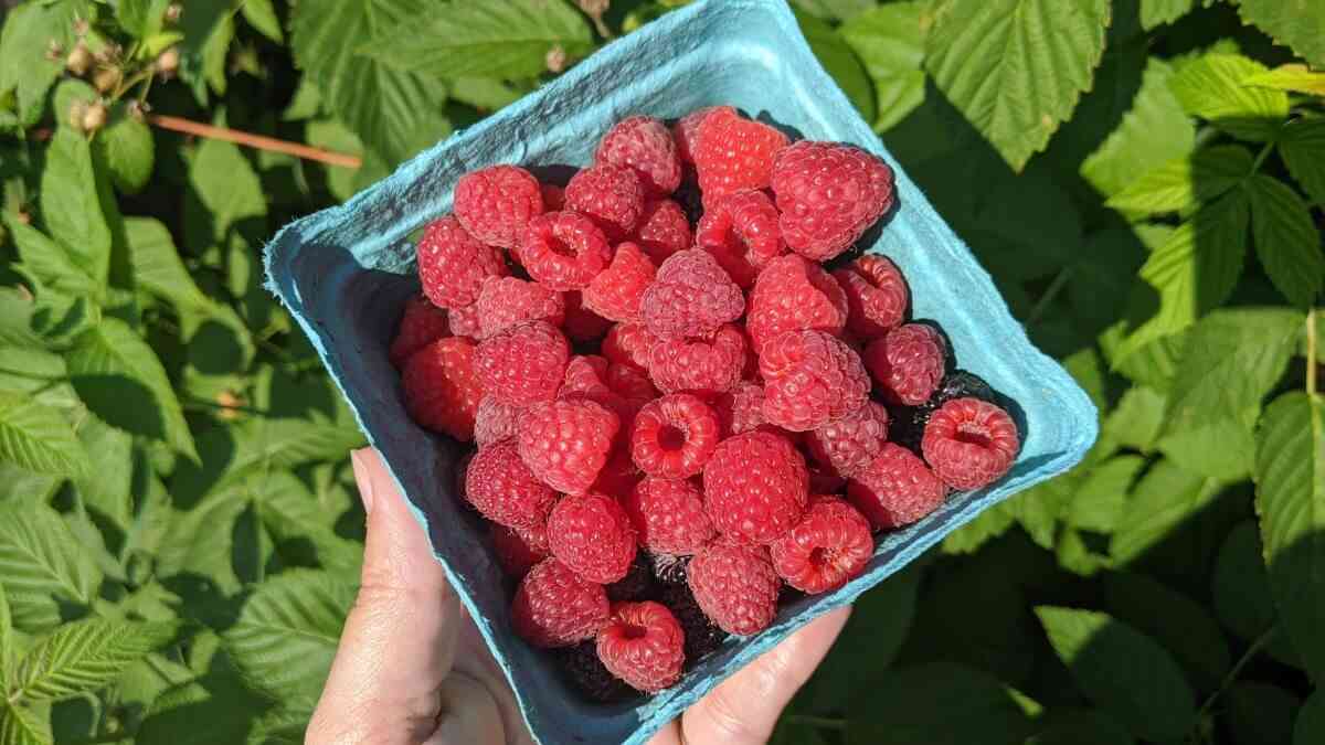 Detail Picture Of Raspberries Nomer 30