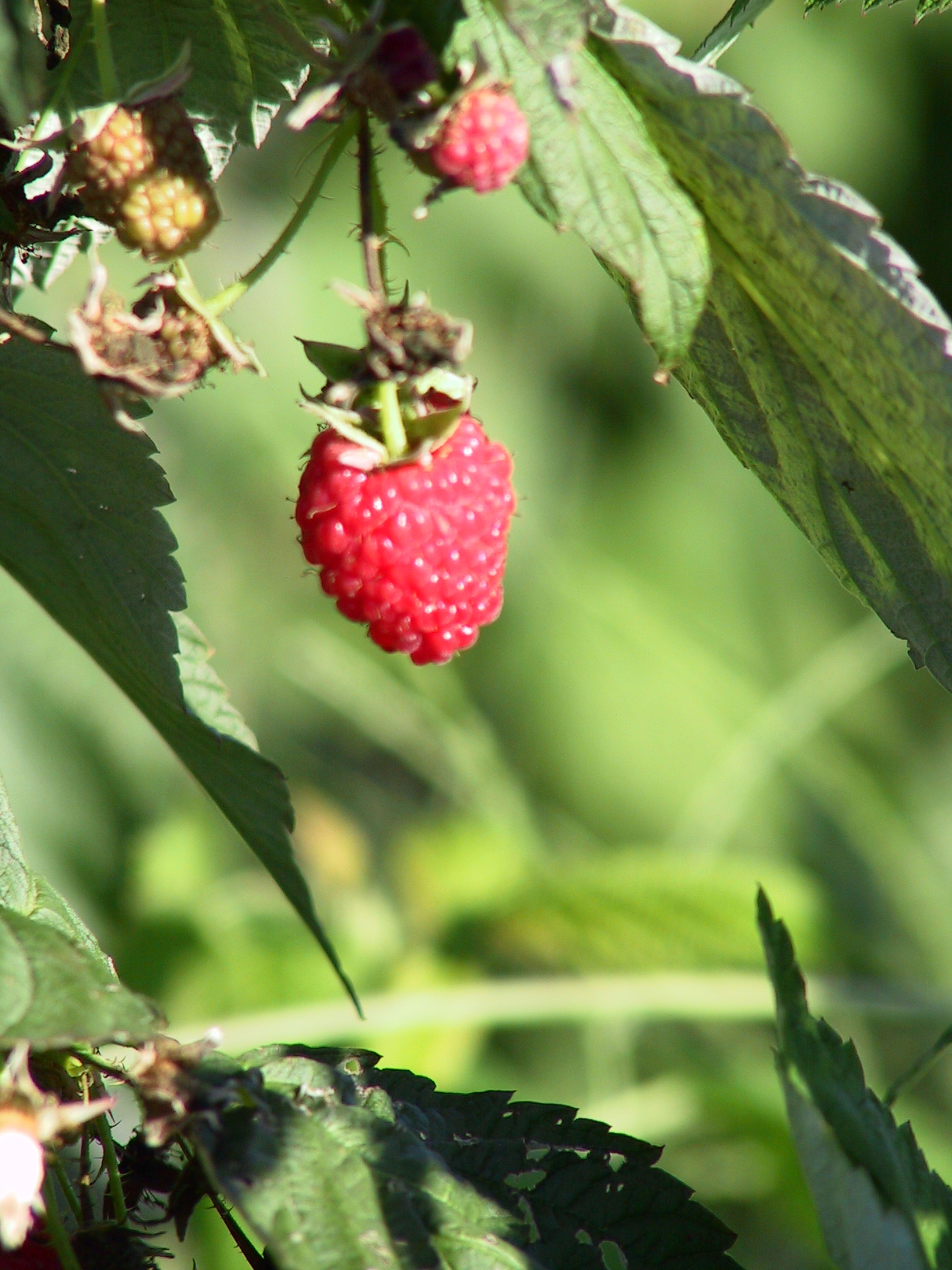 Detail Picture Of Raspberries Nomer 38