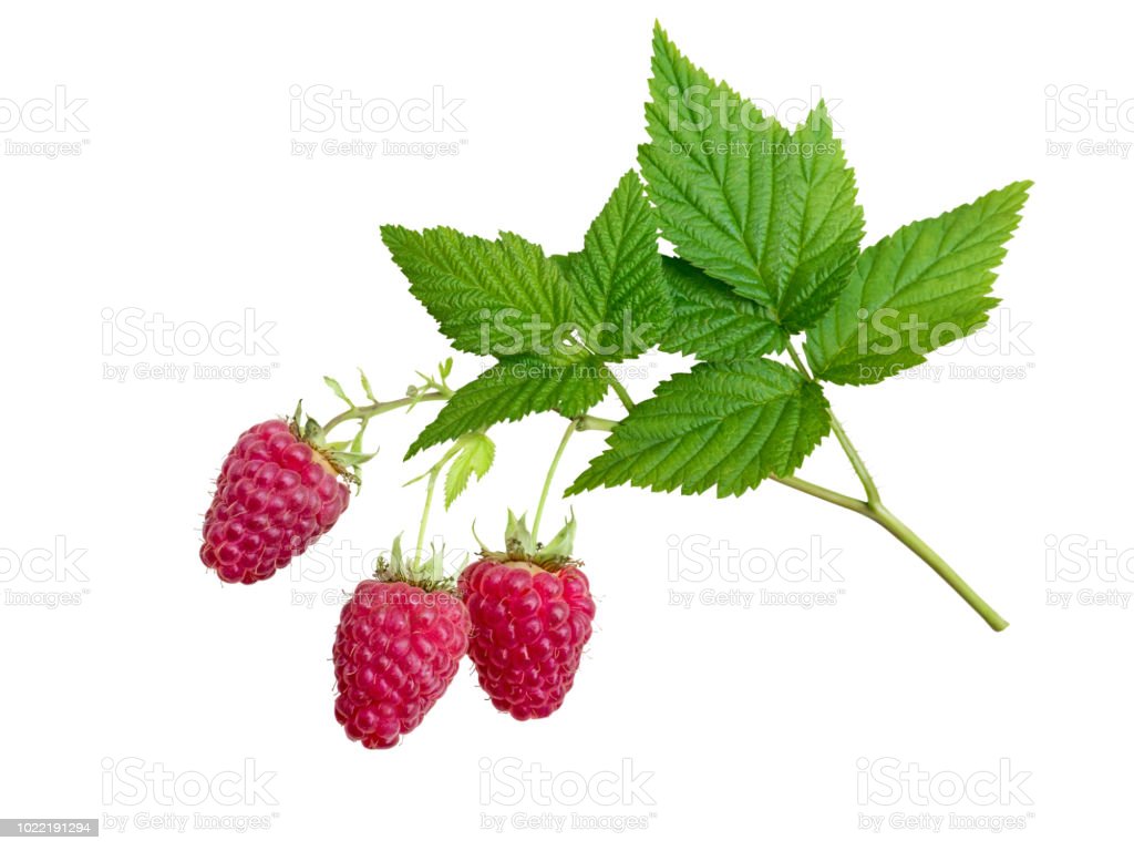 Detail Picture Of Raspberries Nomer 40