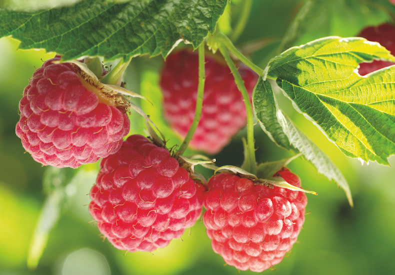 Detail Picture Of Raspberries Nomer 42