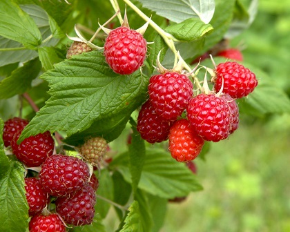 Detail Picture Of Raspberries Nomer 43