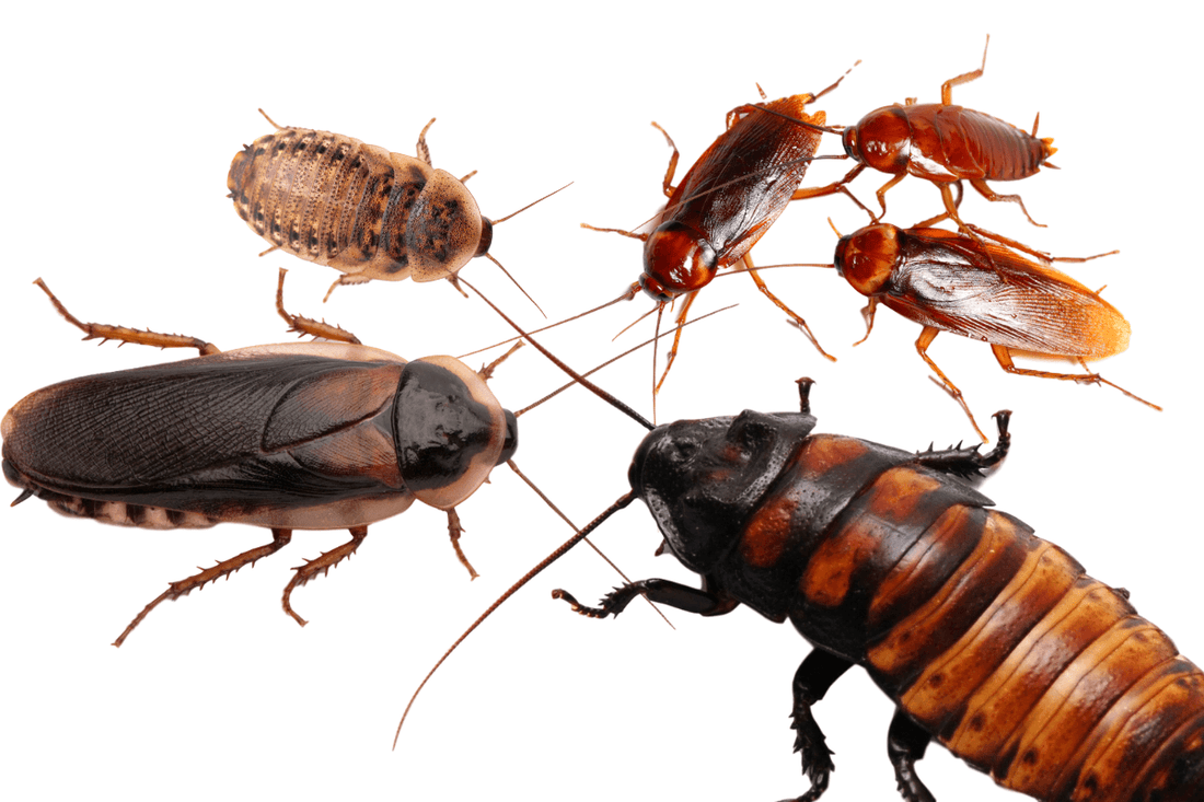 Detail Picture Of Roach Nomer 11