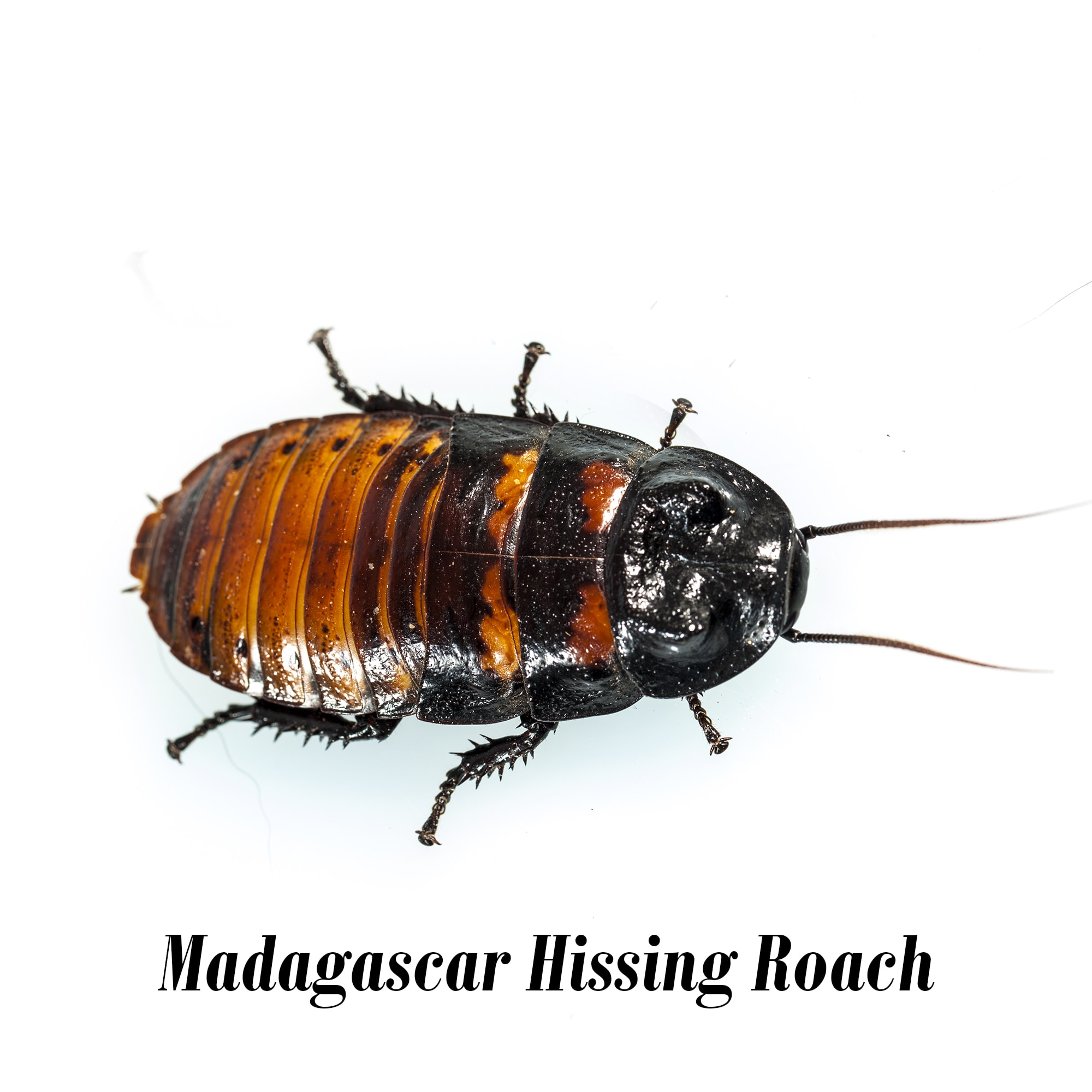 Detail Picture Of Roach Nomer 15