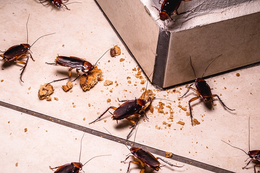 Detail Picture Of Roach Nomer 17