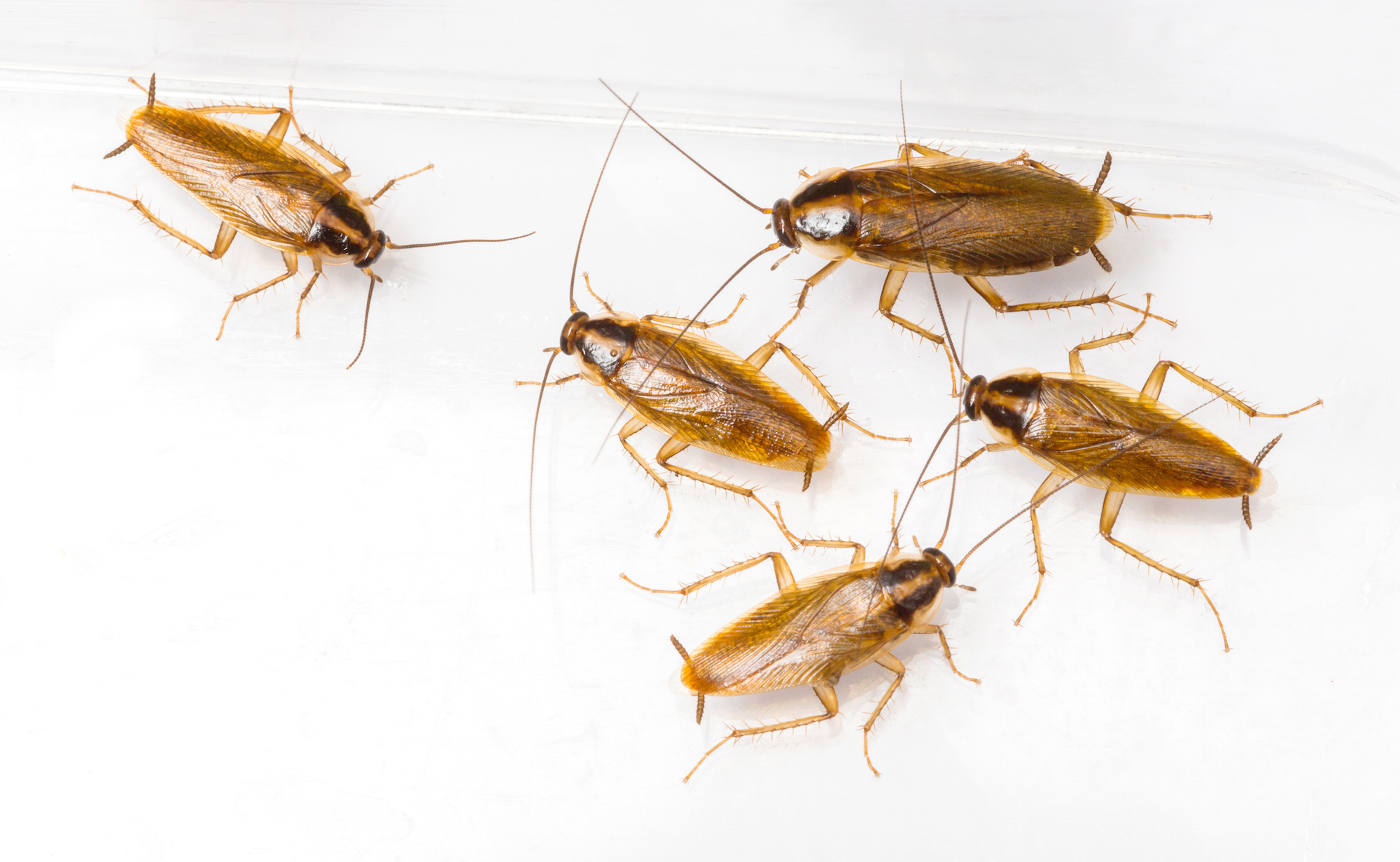 Detail Picture Of Roach Nomer 23