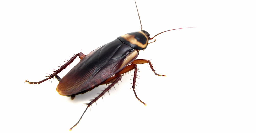 Detail Picture Of Roach Nomer 25