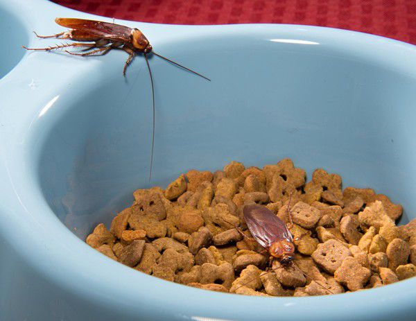 Detail Picture Of Roach Nomer 27