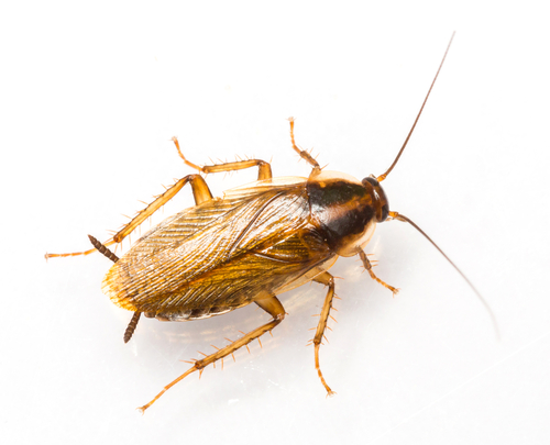 Detail Picture Of Roach Nomer 29