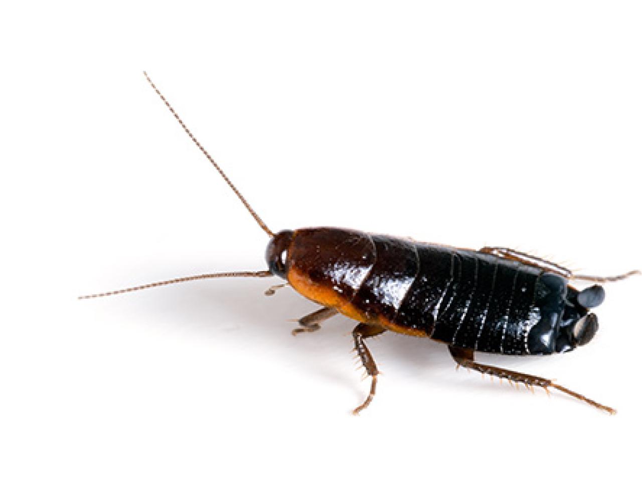Detail Picture Of Roach Nomer 30