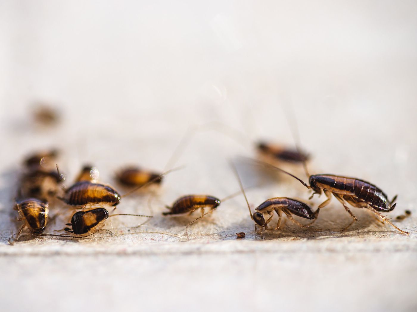 Detail Picture Of Roach Nomer 31