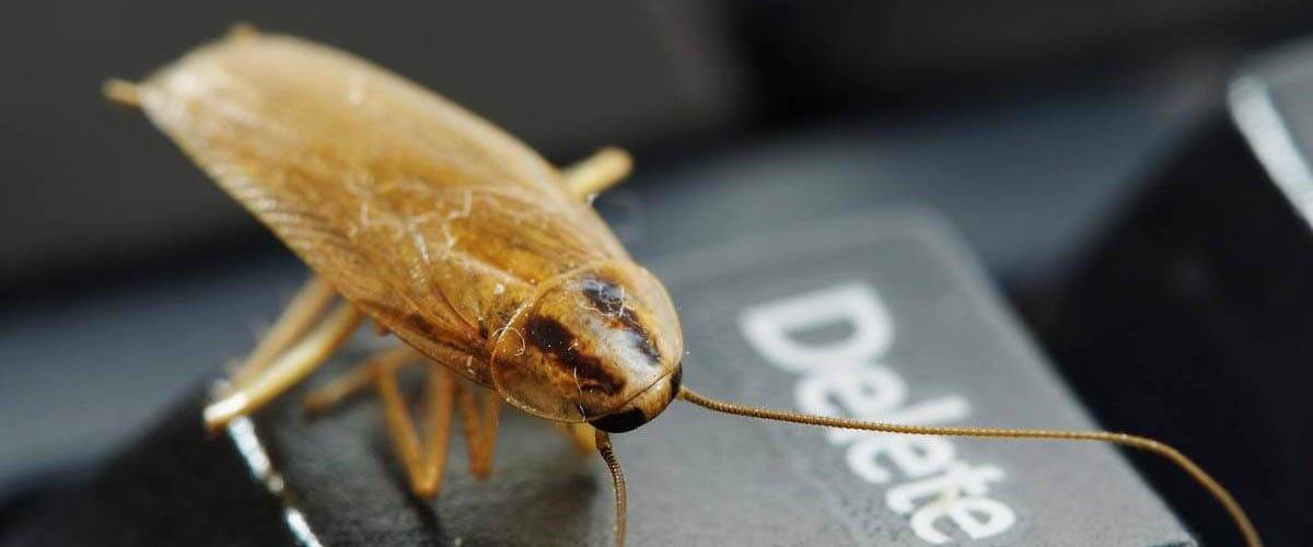 Detail Picture Of Roach Nomer 32