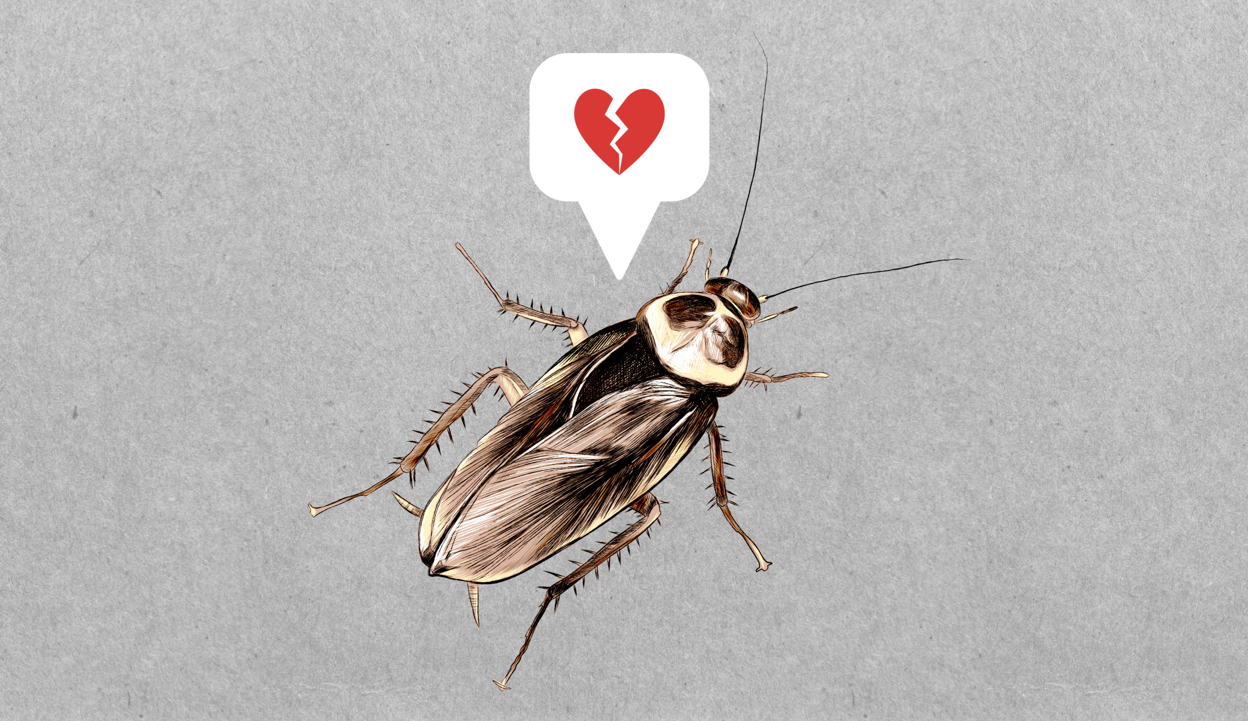 Detail Picture Of Roach Nomer 33