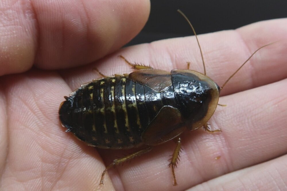 Detail Picture Of Roach Nomer 39