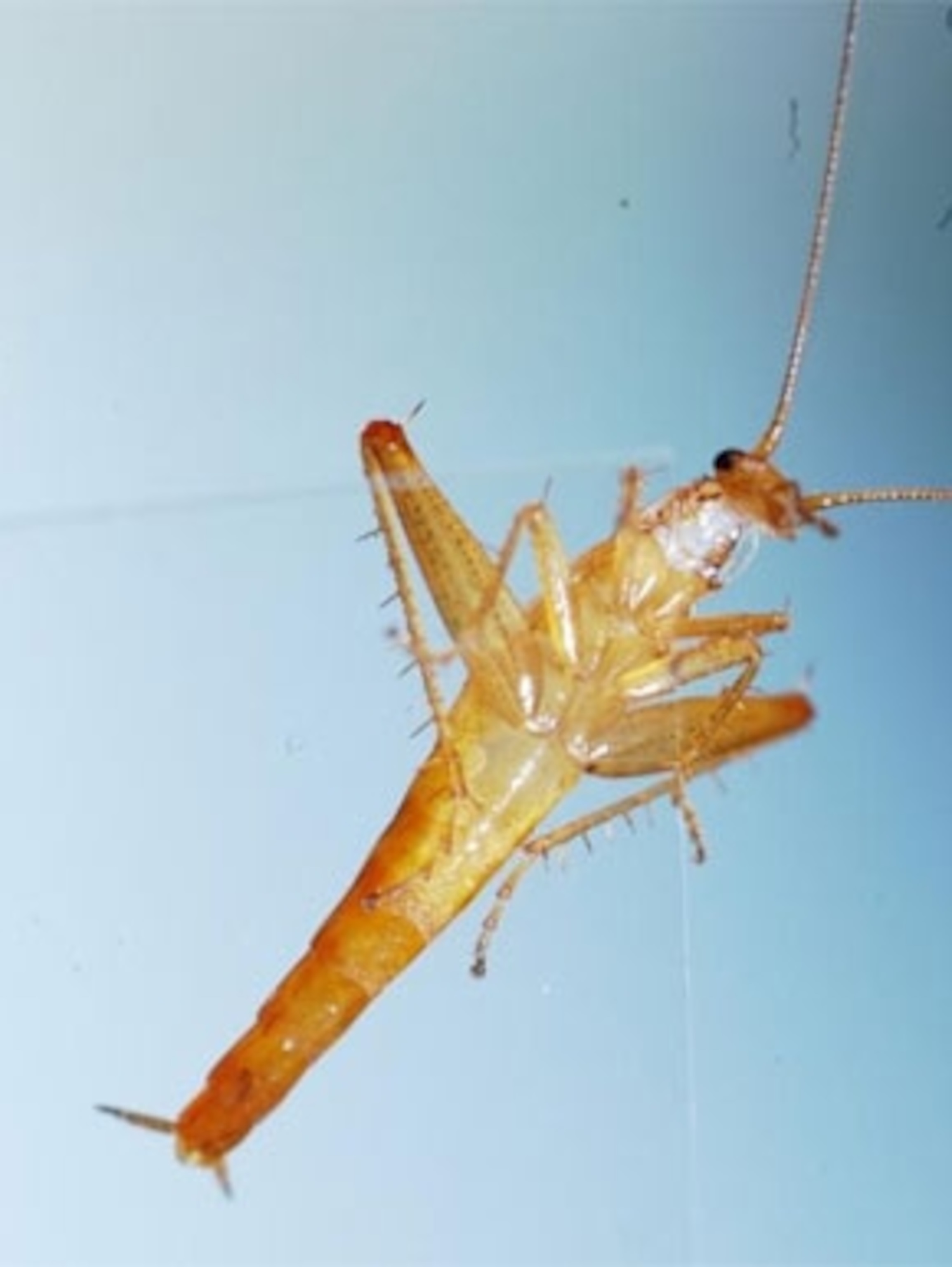 Detail Picture Of Roach Nomer 43