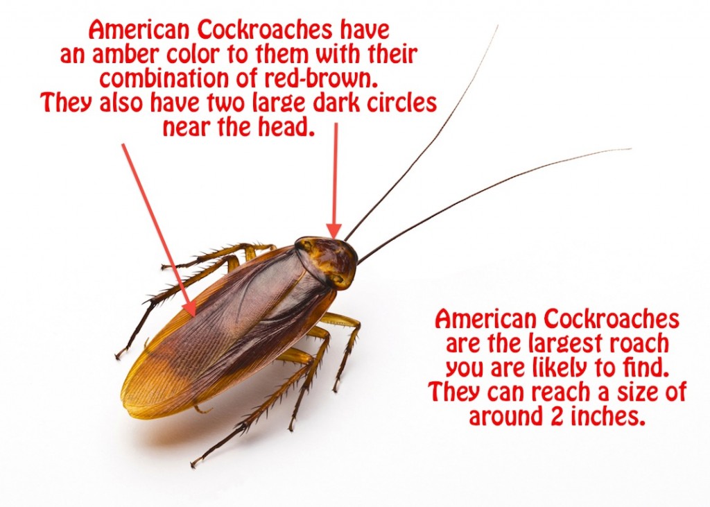 Detail Picture Of Roach Nomer 49