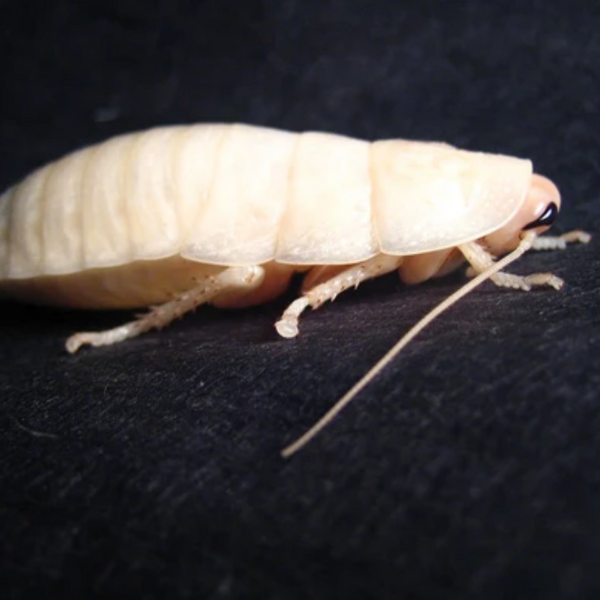 Detail Picture Of Roach Nomer 50