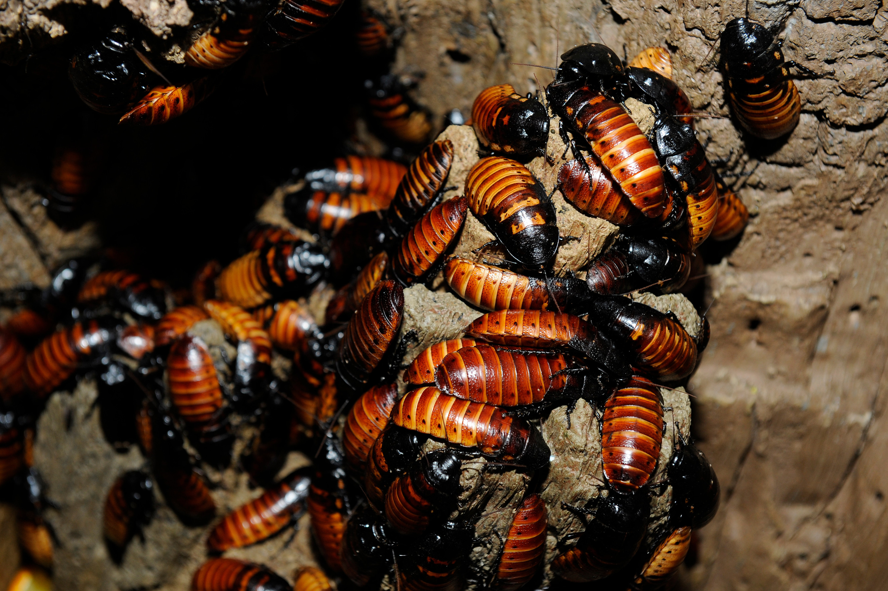 Detail Picture Of Roach Nomer 51