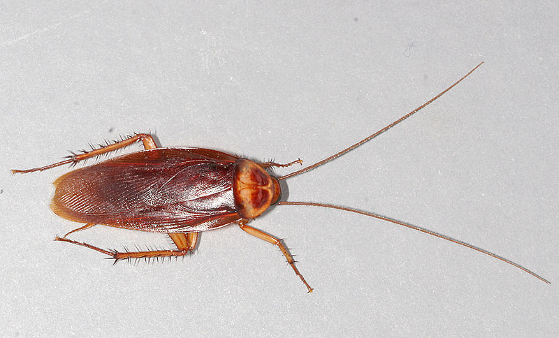 Detail Picture Of Roach Nomer 52
