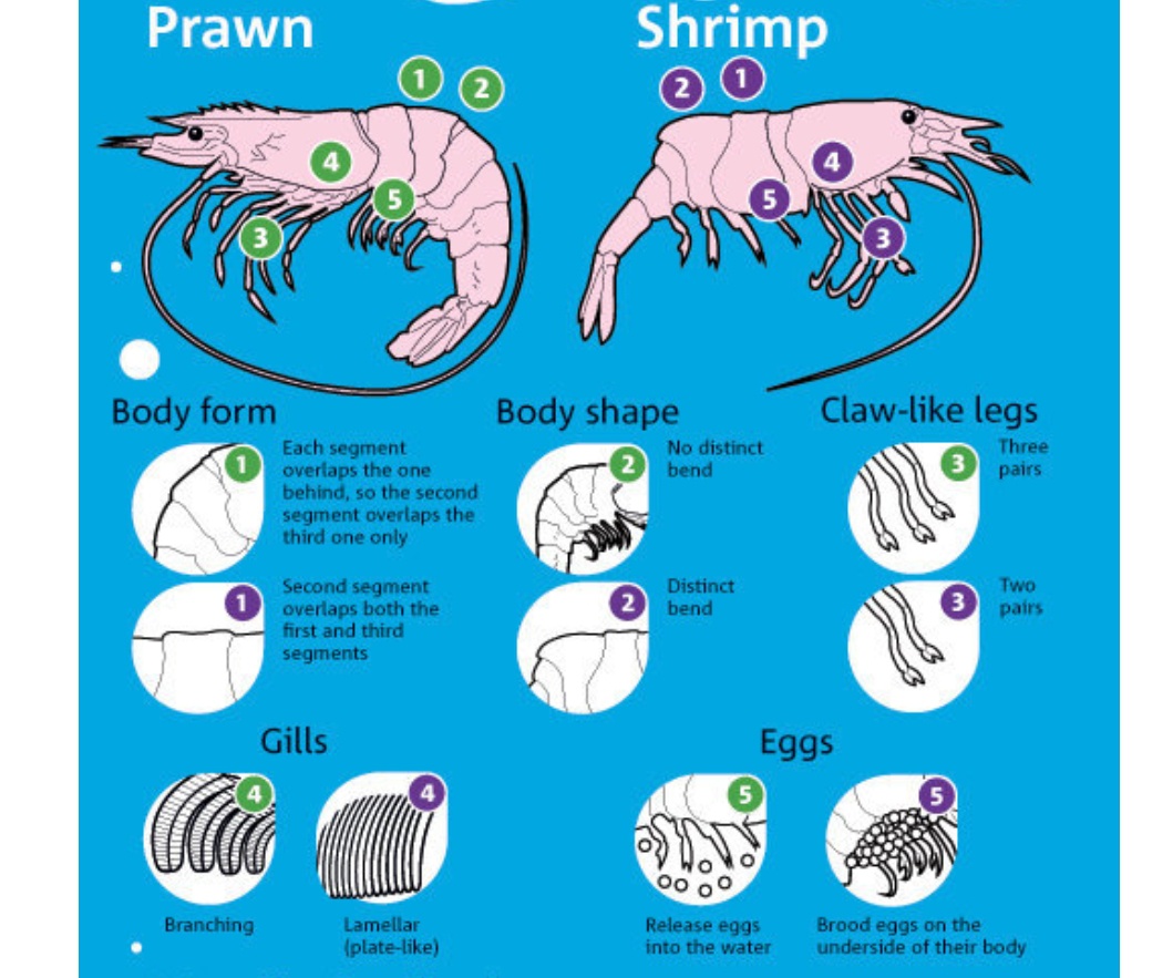 Detail Picture Of Shrimp And Prawn Nomer 21