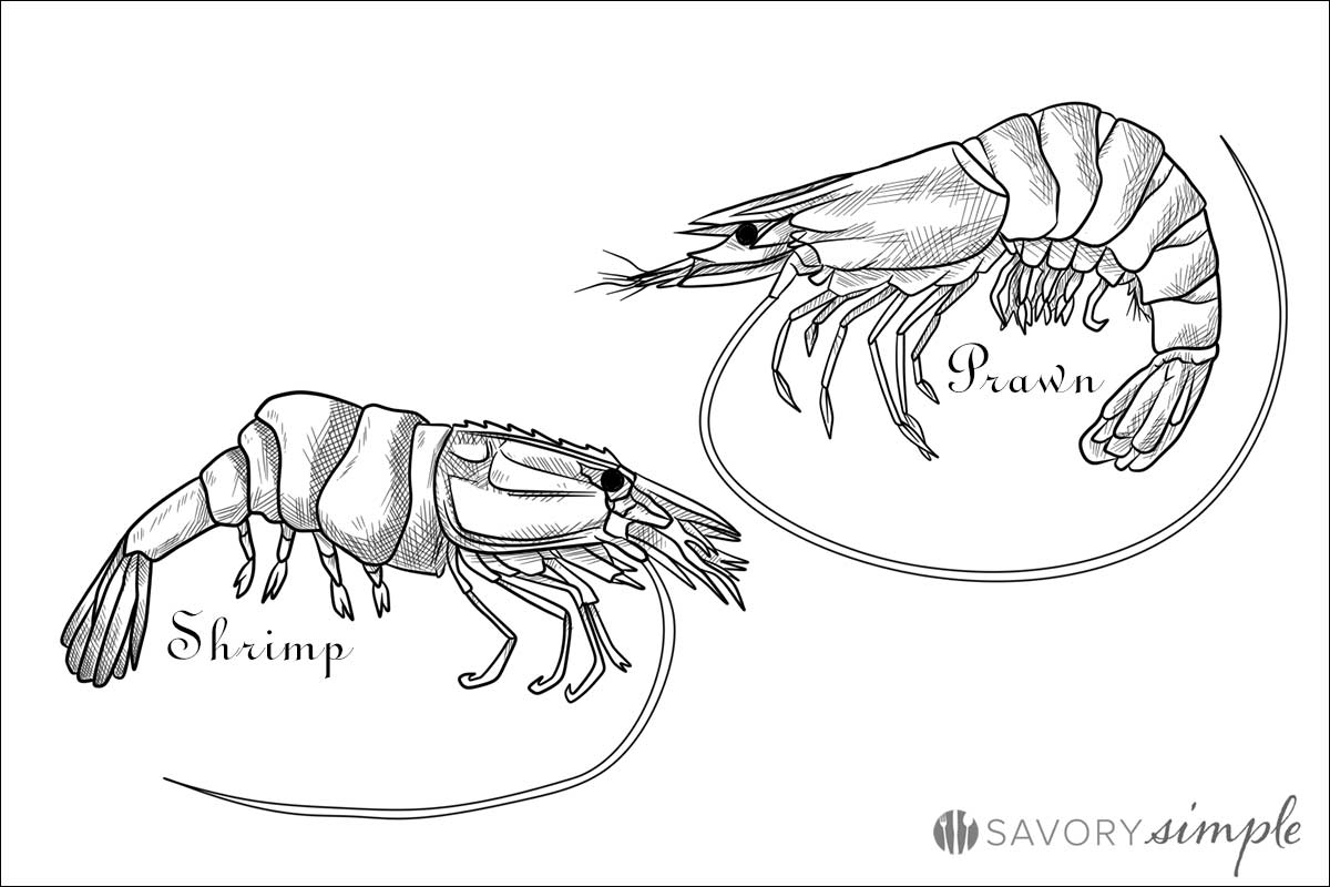 Detail Picture Of Shrimp And Prawn Nomer 5