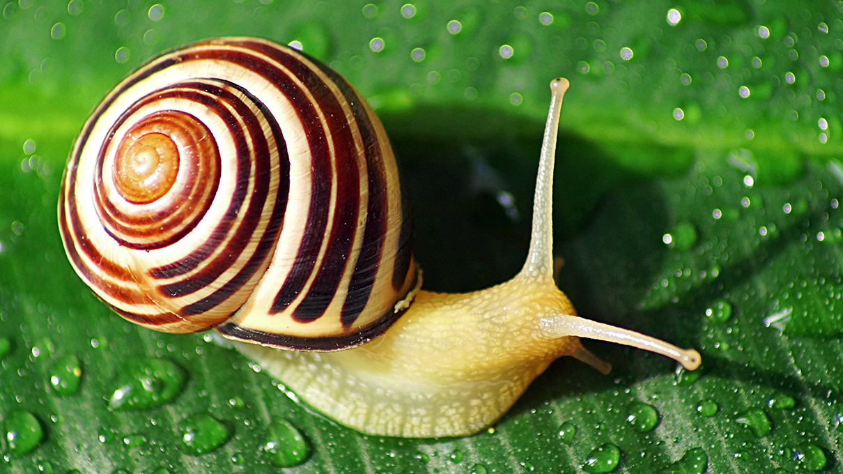 Detail Picture Of Snail Nomer 2