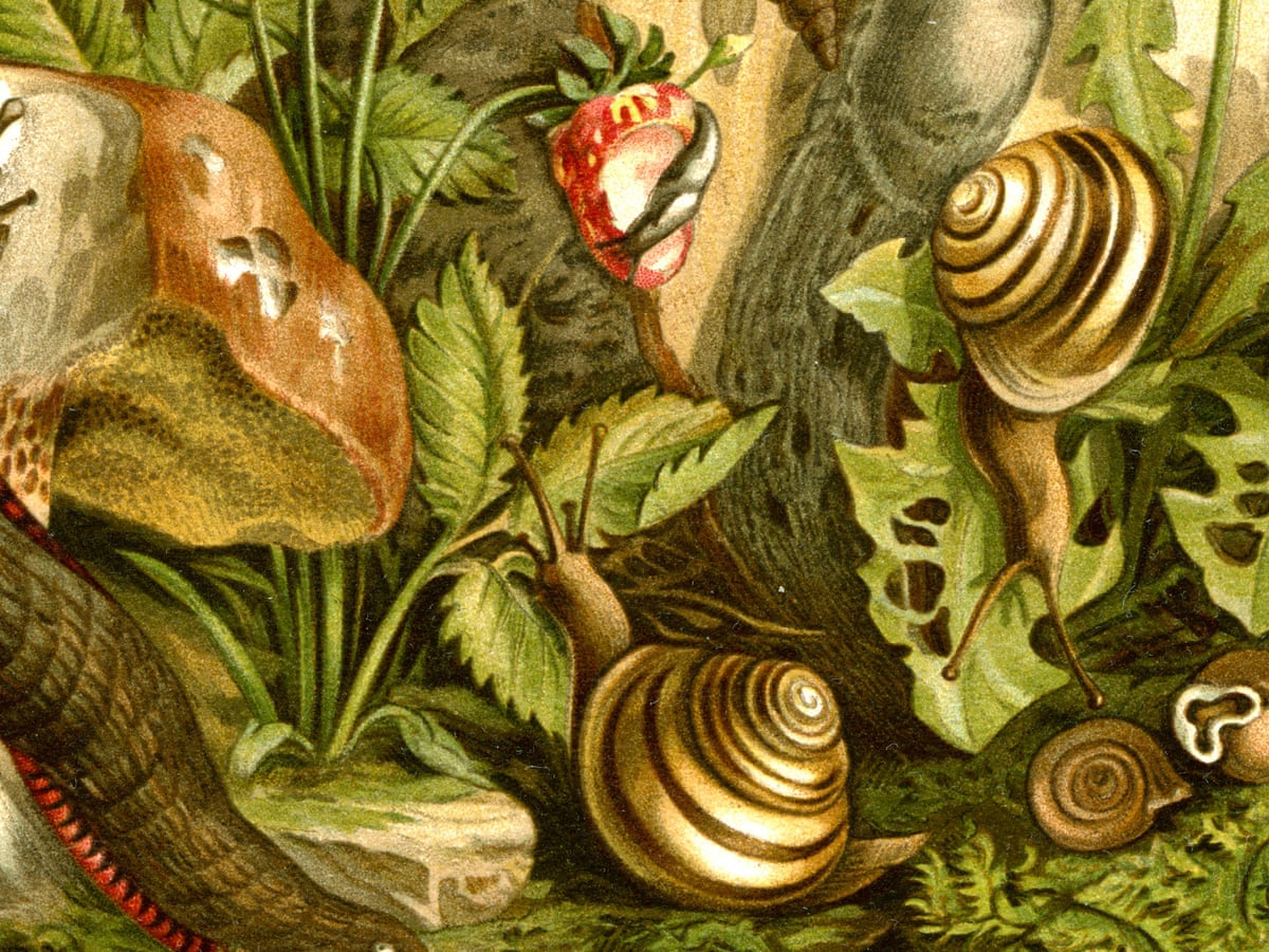 Detail Picture Of Snail Nomer 29