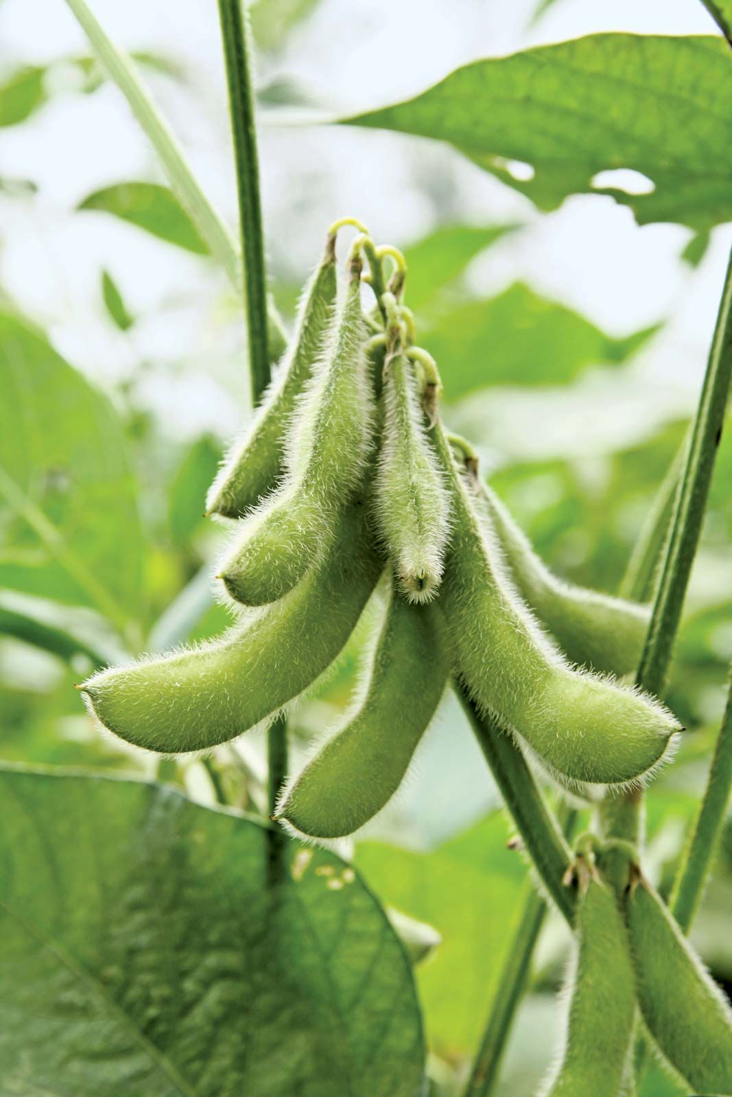 Detail Picture Of Soybean Nomer 4