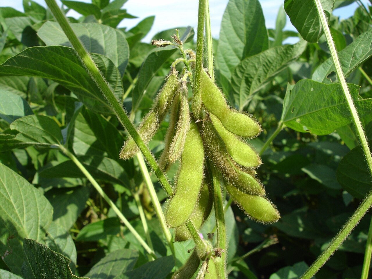 Detail Picture Of Soybean Nomer 44