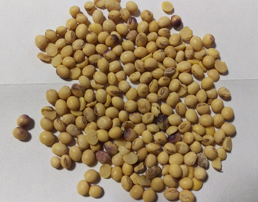 Detail Picture Of Soybean Nomer 49