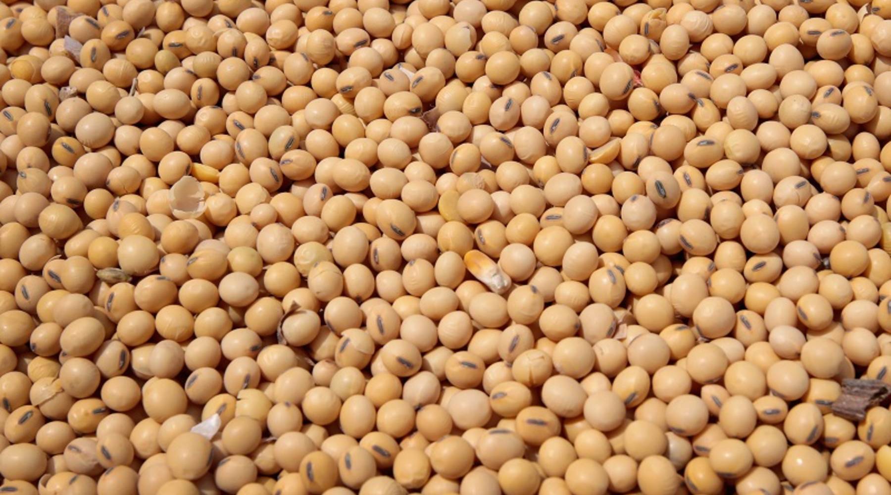 Detail Picture Of Soybean Nomer 10