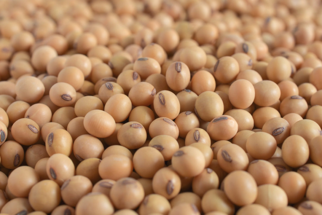 Detail Picture Of Soybeans Nomer 3