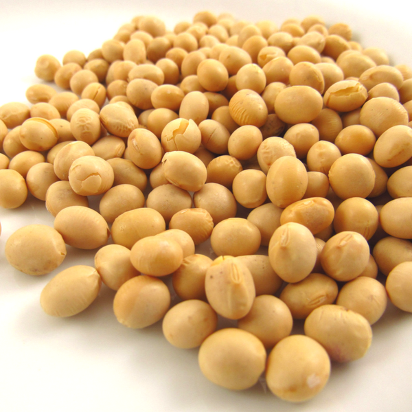 Detail Picture Of Soybeans Nomer 24