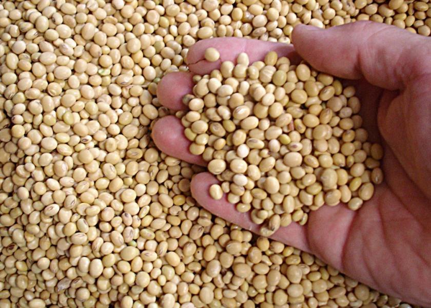 Detail Picture Of Soybeans Nomer 33