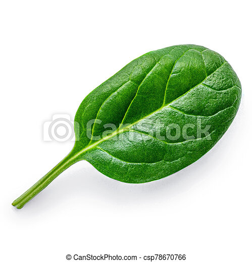 Detail Picture Of Spinach Leaf Nomer 12