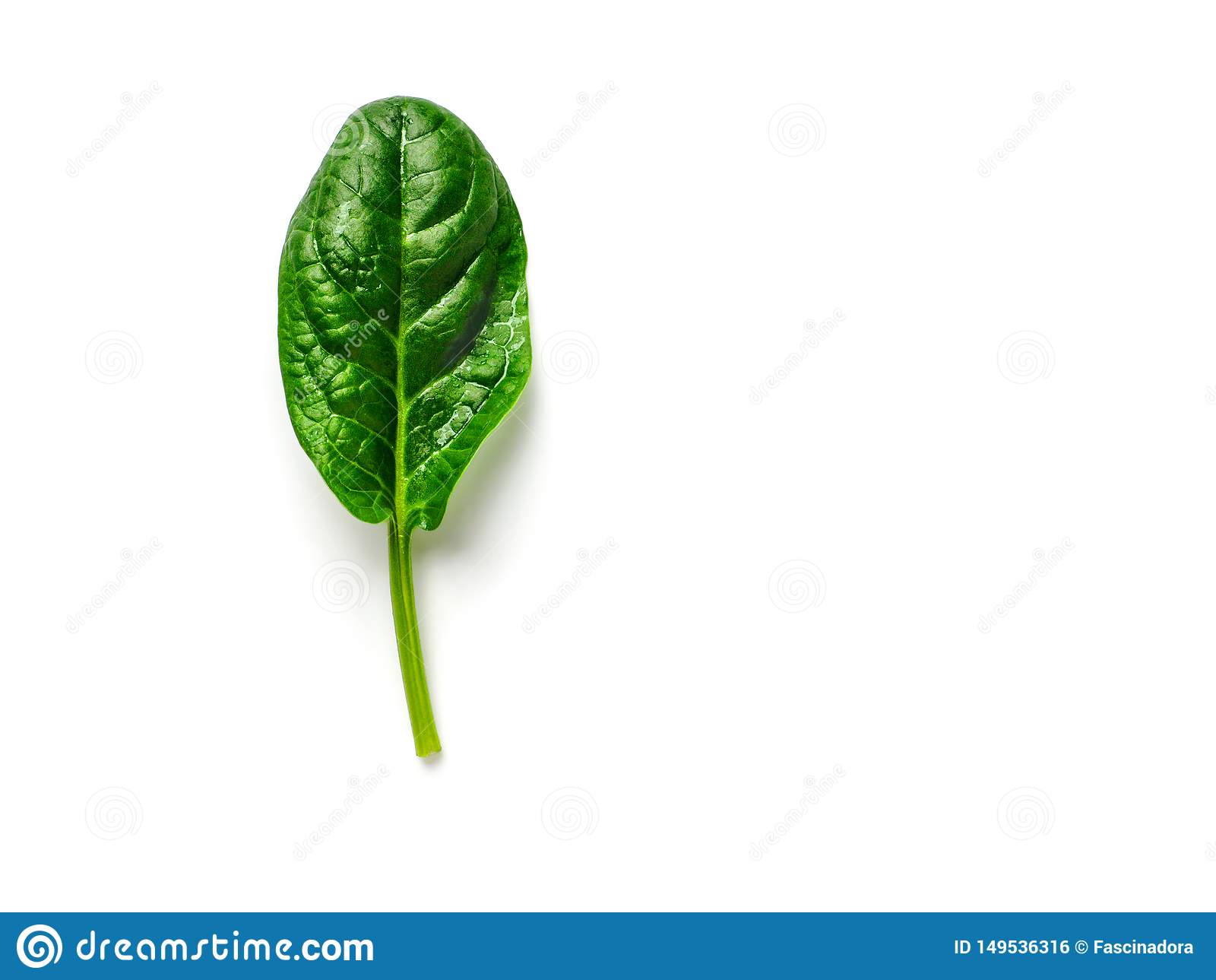 Detail Picture Of Spinach Leaf Nomer 32