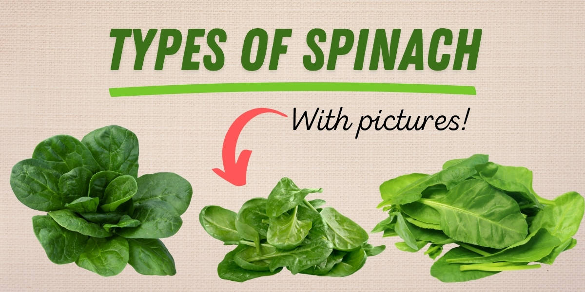 Detail Picture Of Spinach Leaf Nomer 33