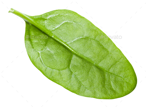 Detail Picture Of Spinach Leaf Nomer 37