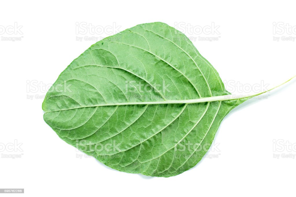 Detail Picture Of Spinach Leaf Nomer 43