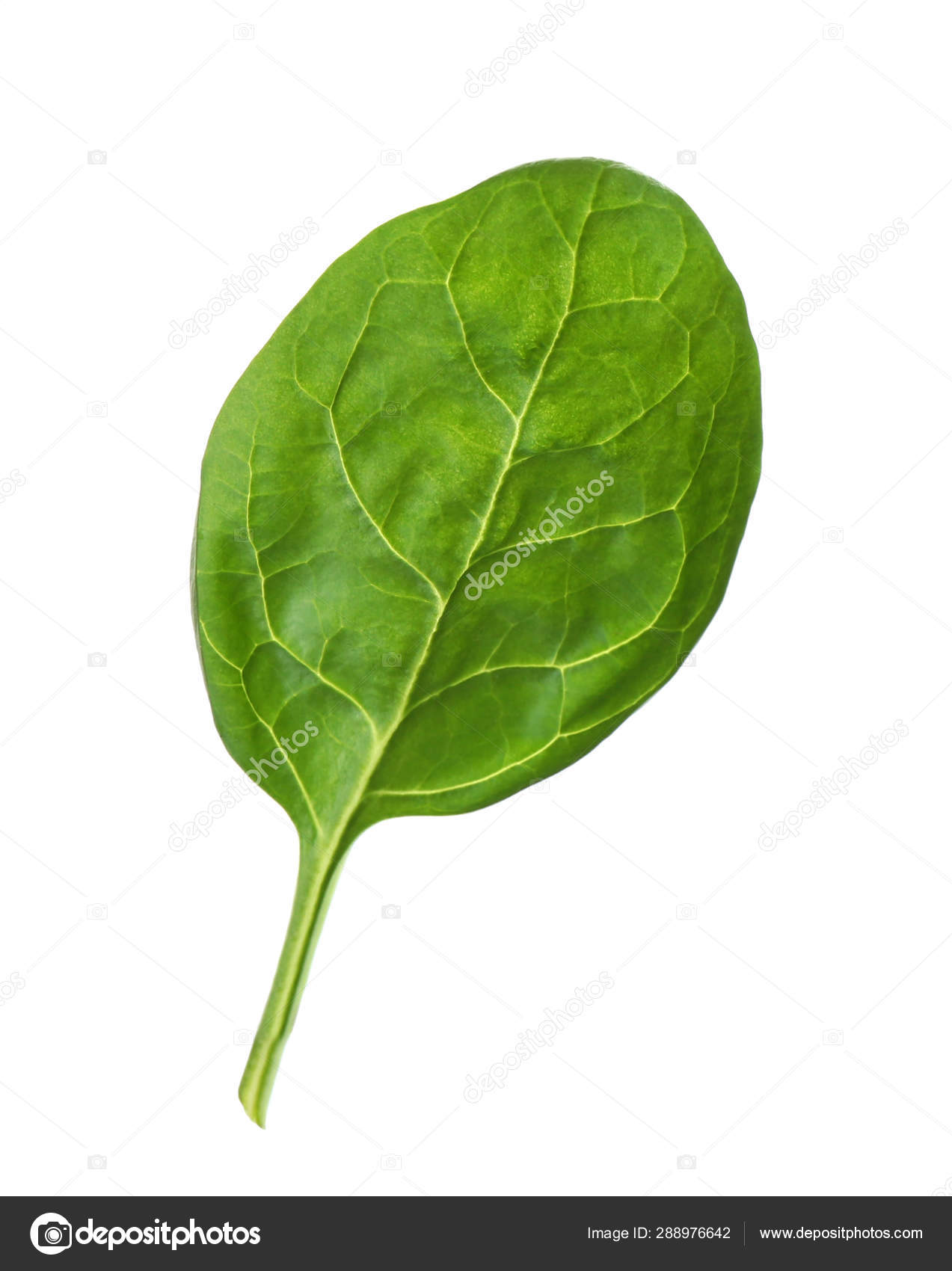 Detail Picture Of Spinach Leaf Nomer 48