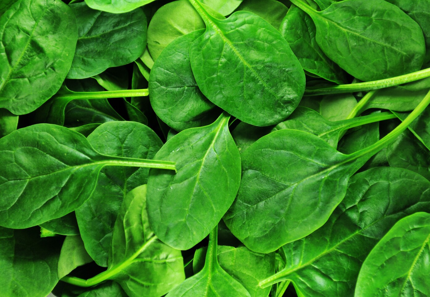 Detail Picture Of Spinach Leaf Nomer 51