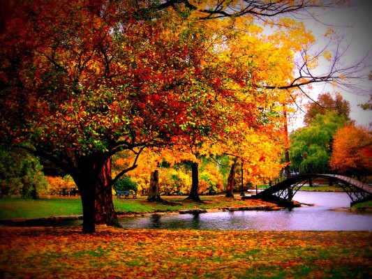 Detail Desktop Backgrounds Hd Fall Nomer 38