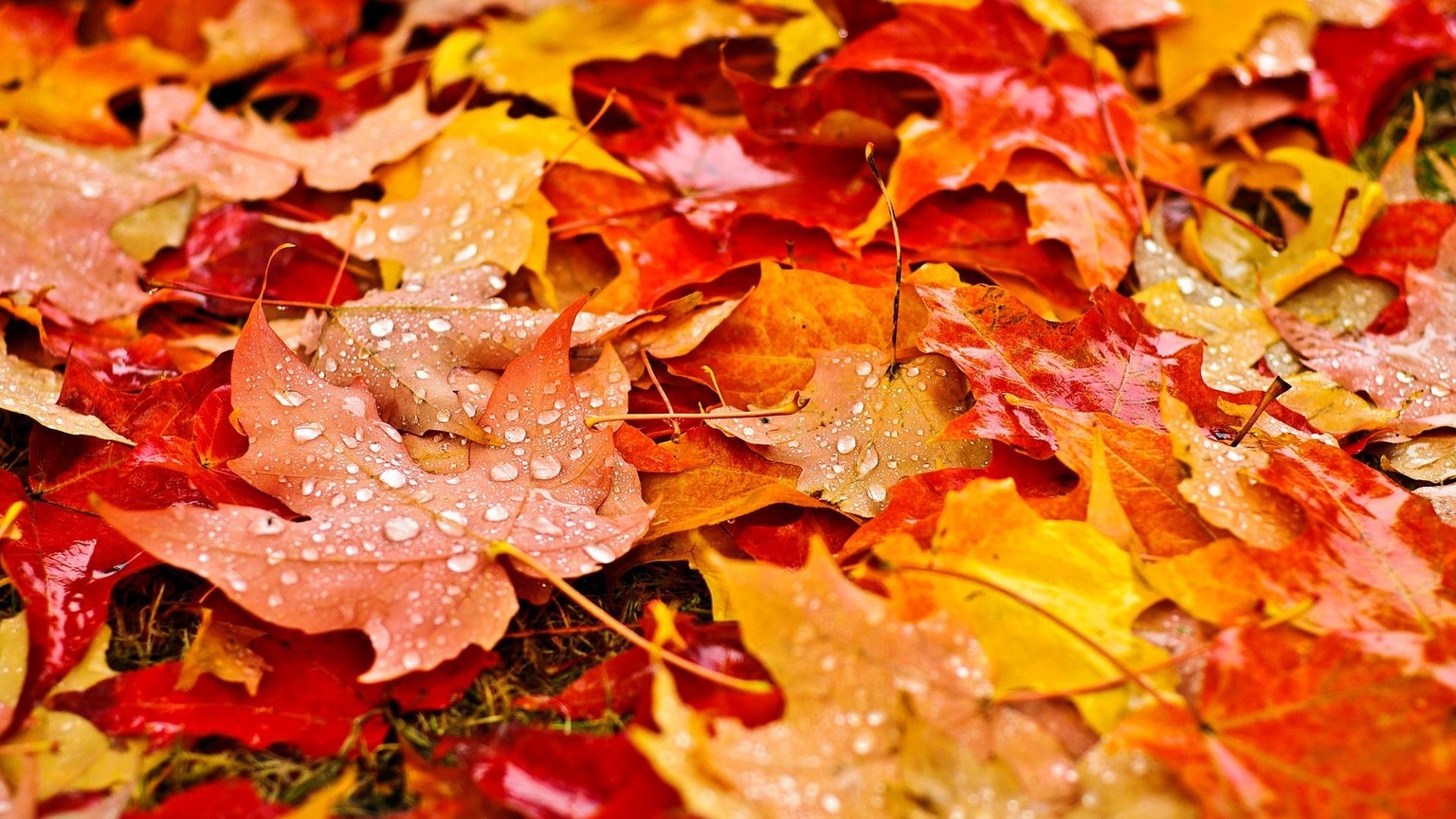 Detail Desktop Backgrounds Hd Fall Nomer 7