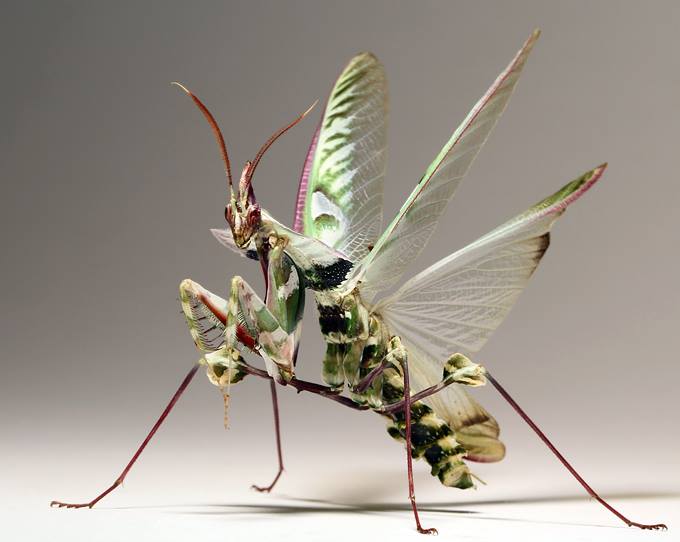 Devils Flower Praying Mantis - KibrisPDR